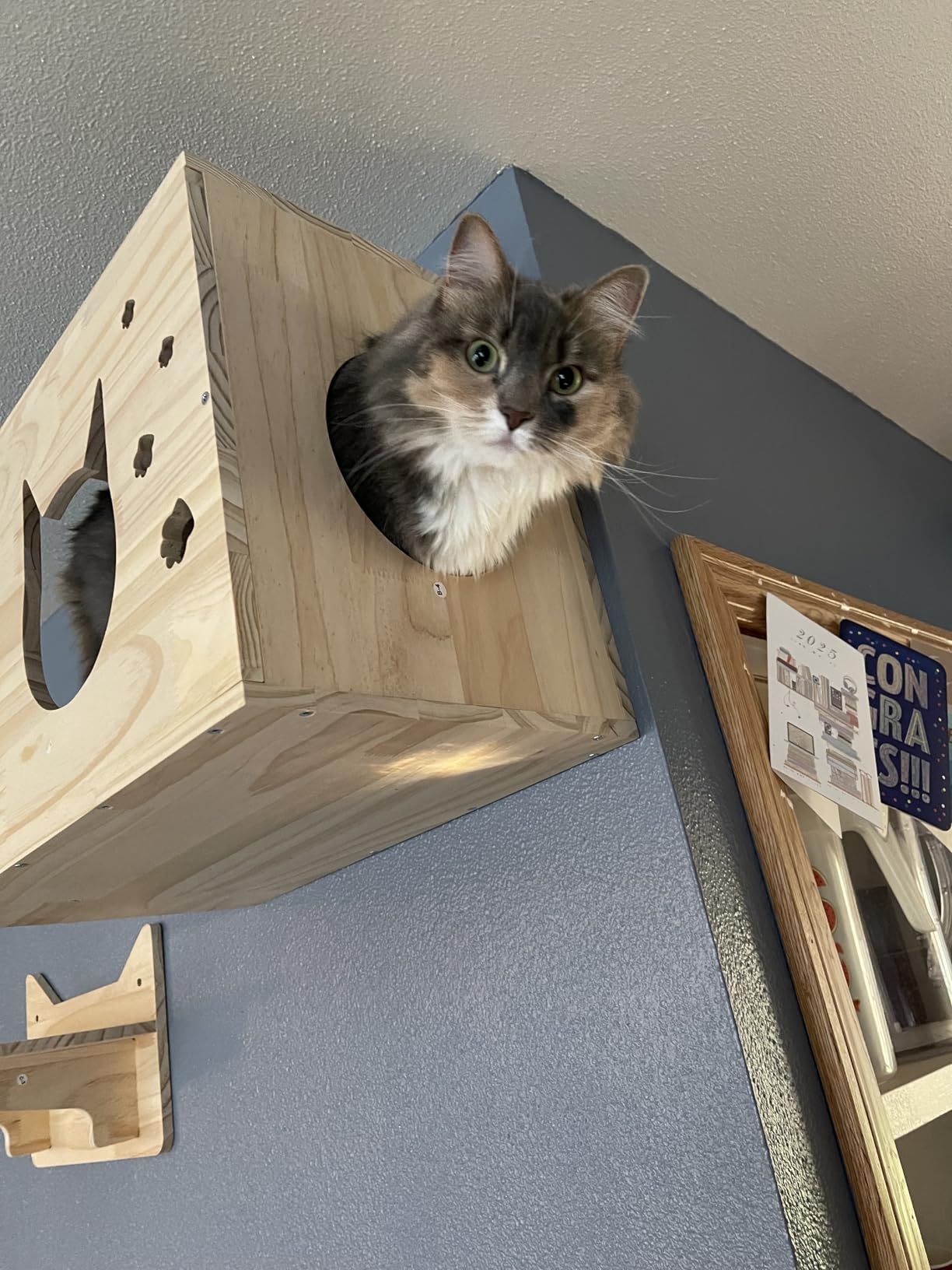 Cat Shelves for Wall - Cat Climbing Furniture Set for Large Cats with House, Bridge Ladder, 3 Scratching Posts & 5 Steps customer photo 1