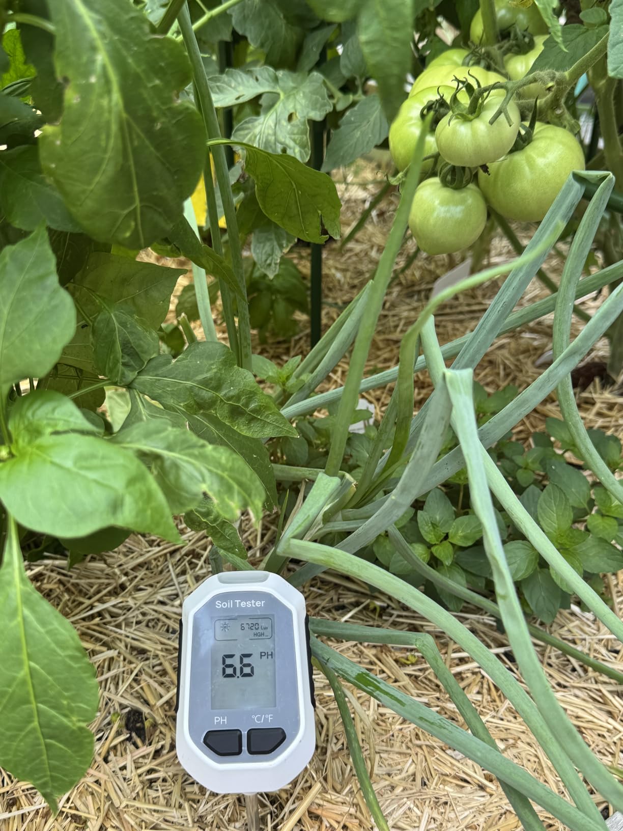 YAMRON 4-in-1 Soil Moisture Meter Digital Plant Temperature/Soil Moisture/pH Meter/Sunlight Intensity Backlight LCD Display Soil Test Meter for Gardening, Farming and Outdoor Plants customer photo 2