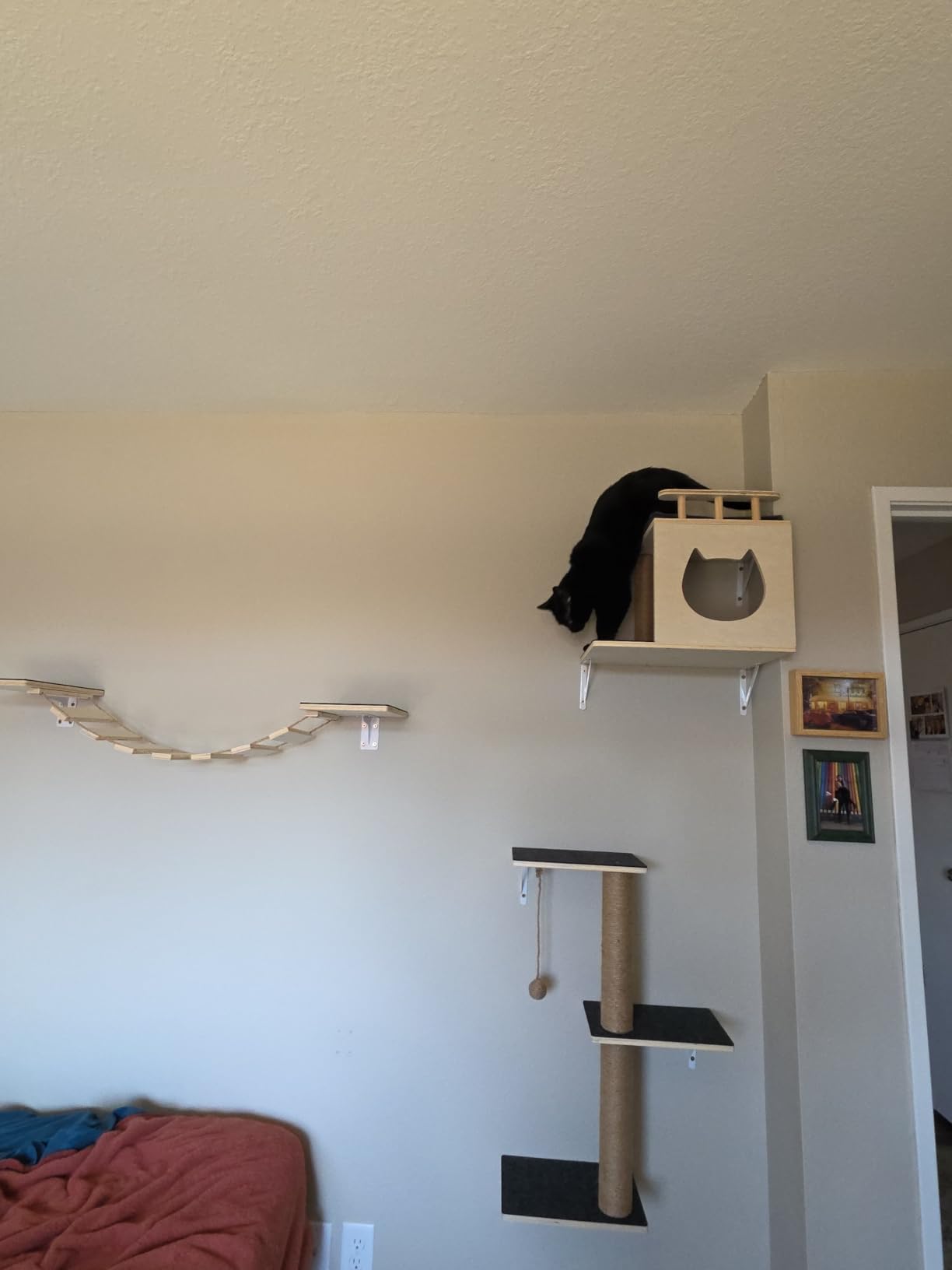 5-in-1 Cat Wall Shelves Set with Hammock, Wall-Mounted Cat Furniture Includes Condo, Bridge, Ladder & Steps for Indoor Cats, Safe & Stable (Gray) customer photo 1