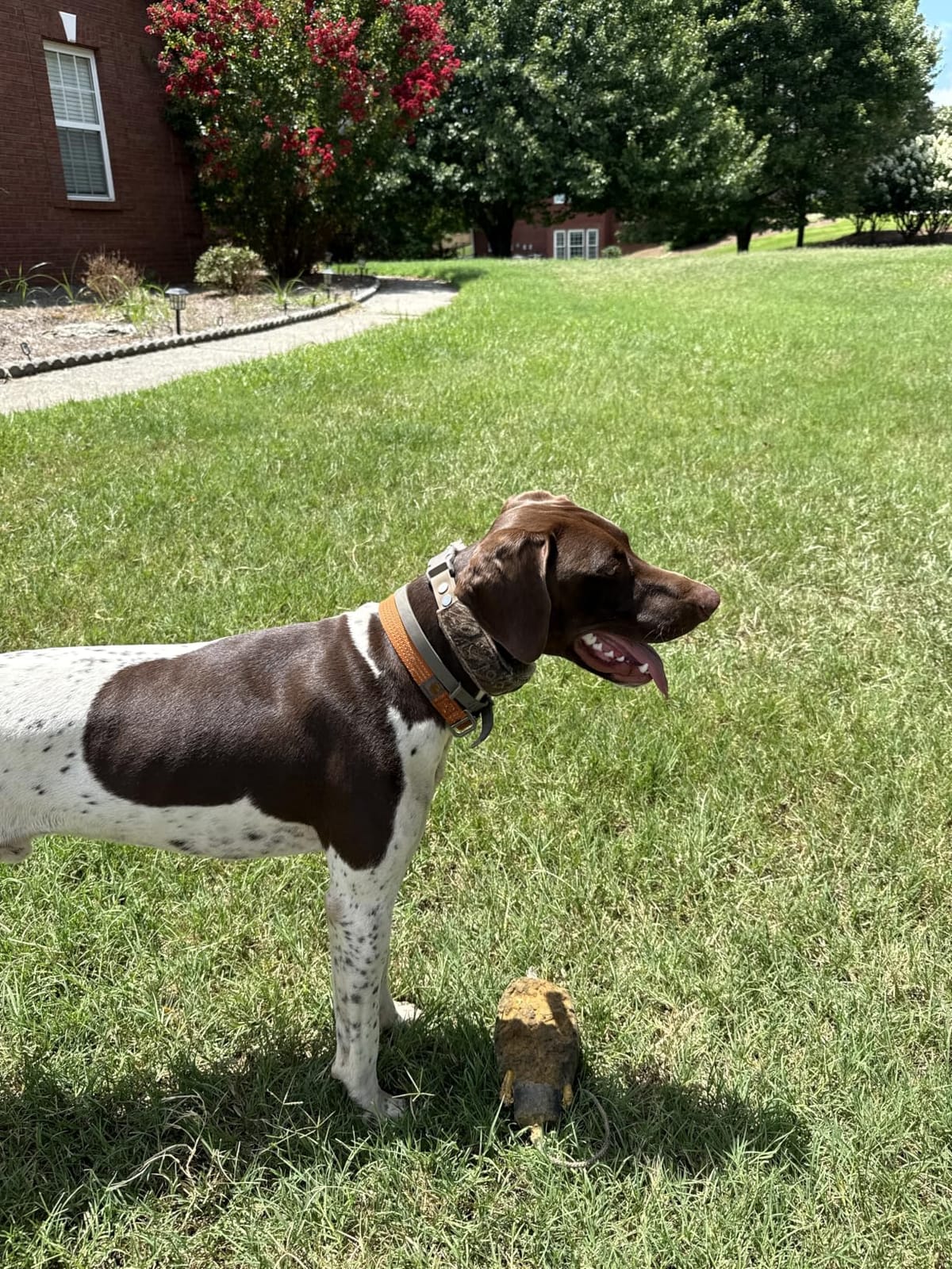 Halo Collar 5 GPS Wireless Dog Fence, Midnight | Keep Your Dog Safe with Custom Boundaries, Real-Time Tracking, and Instant Alerts at Home, Away, or Off-Grid customer photo 2