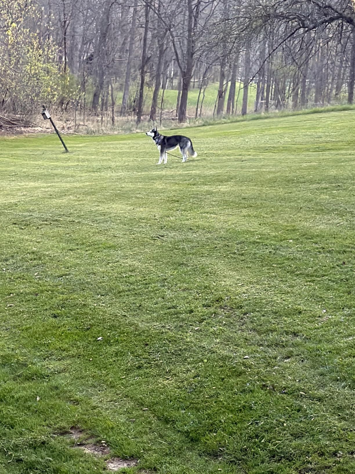 SpotOn Nova GPS Dog Fence Collar, App-Controlled Wireless Fence | Wireless GPS dog fence collar with no subscription required for unlimited fences, any shape, any size, anywhere customer photo 2