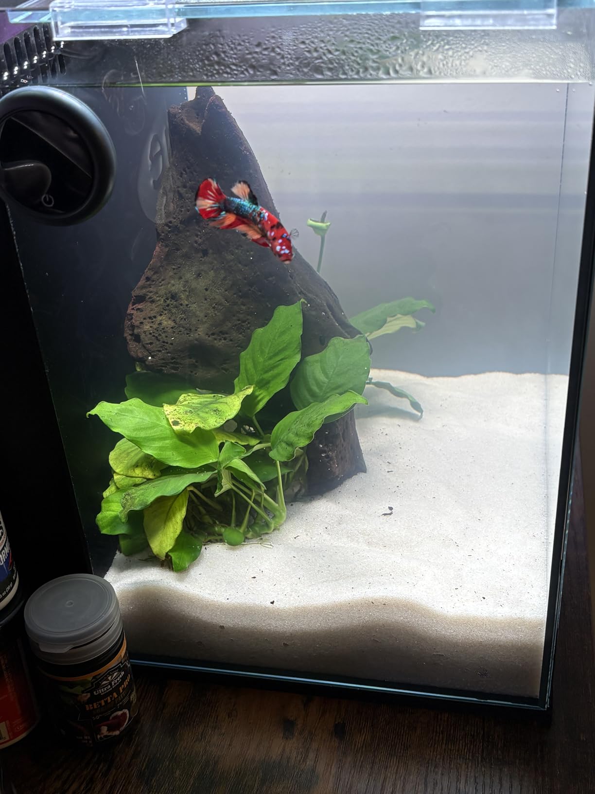 Ultum Nature Systems Dual AIO - Freshwater/Saltwater Compatible, All in One Rimless Tank with Triple Chamber Filtration System, Integrated Filter Aquarium with Leveling Mat - 10 Gallon, 60SA, Black customer photo 1