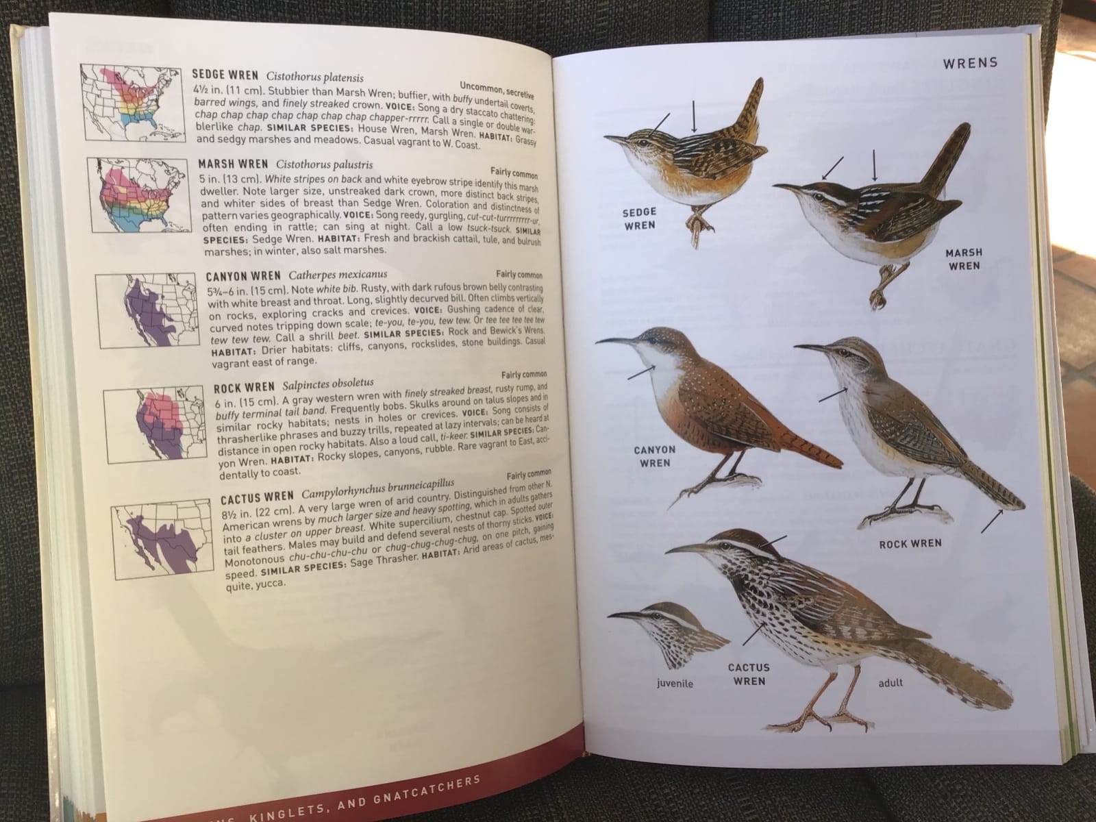 Peterson Field Guide To Birds Of North America, Second Edition: The Trusted Birdwatching Guide with 25 All-New Images of Hawaiian Birds customer photo 1