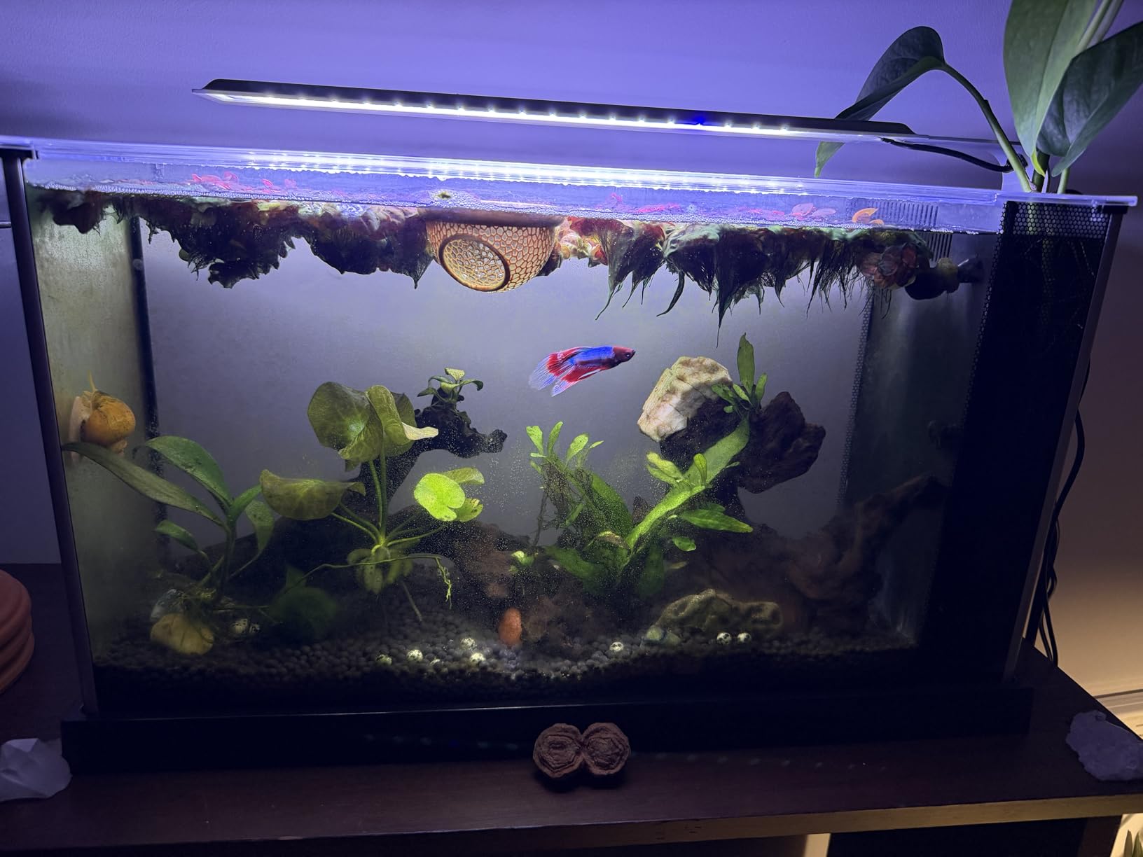 Fluval SPEC Aquarium Kit, Aquarium with LED Lighting and 3-Stage Filtration System, 5-Gallon | Aquarium with LED Lighting and 3-Stage Filtration System customer photo 1
