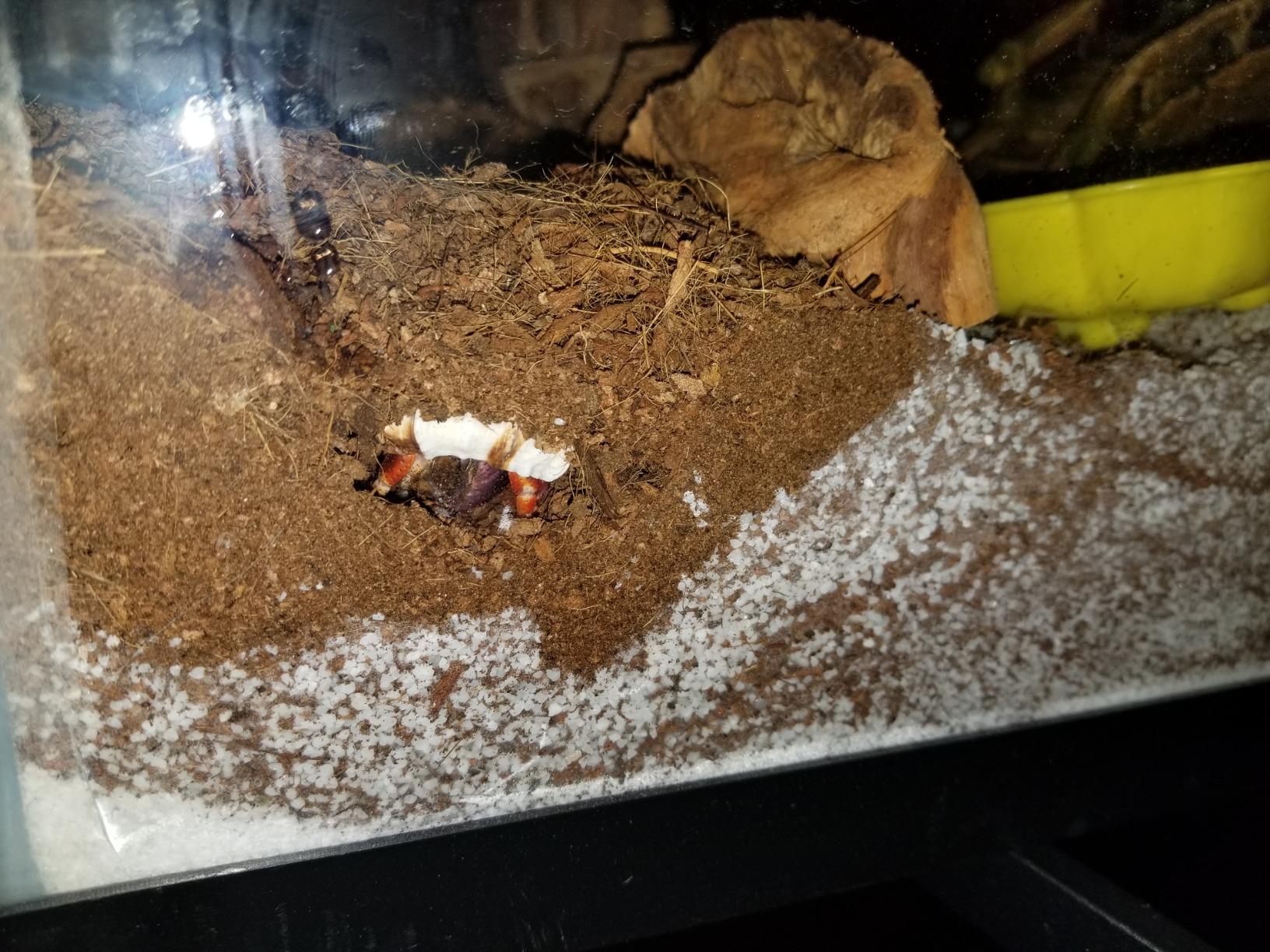 Aiicioo Reptile Heating Pad - Hermit Crab Heater Heat Mat for Reptiles Snake Lizard Terrarium 16 Watt customer photo 1