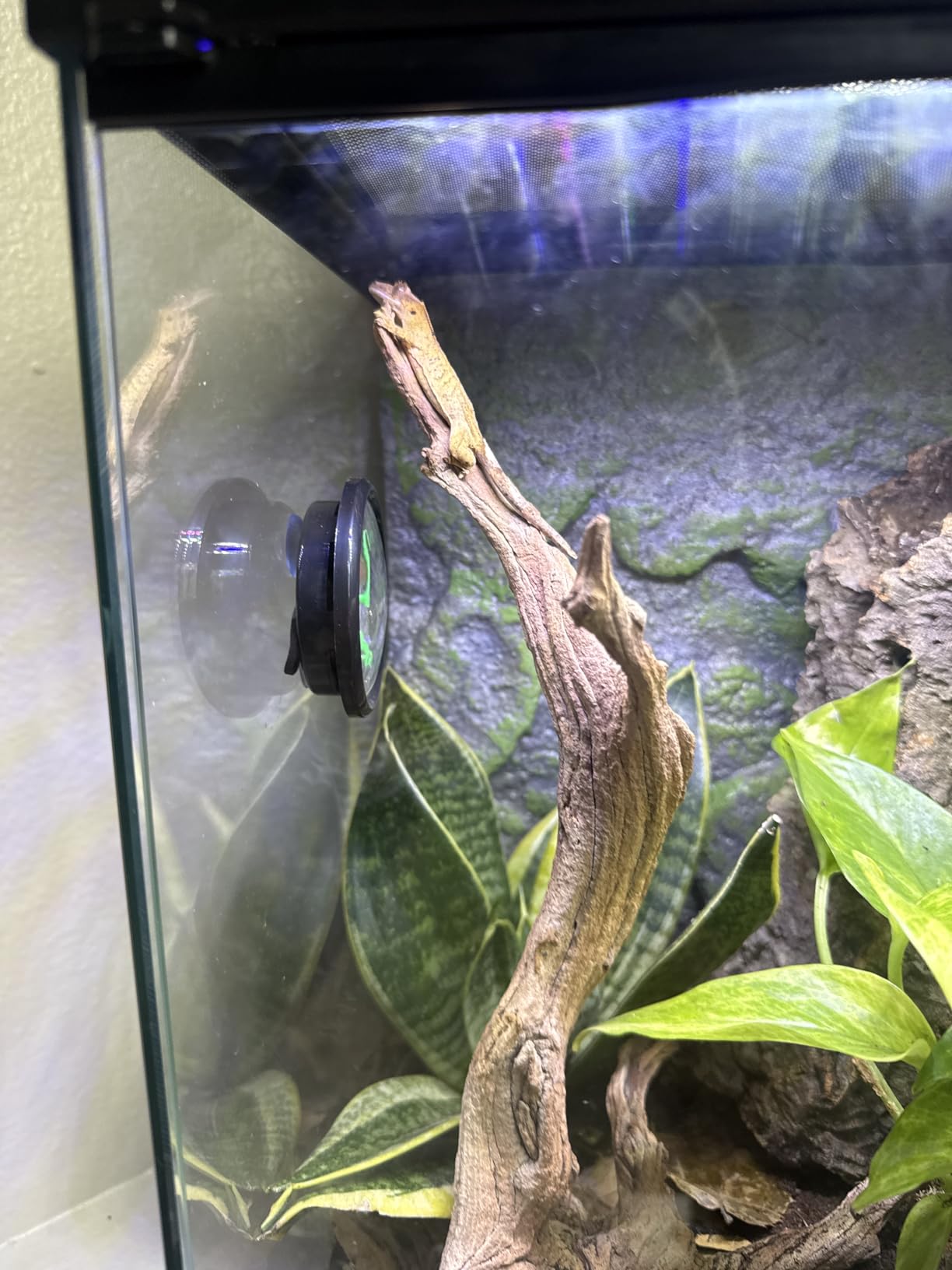 Zilla 11 Gallon Glass Tropical Vertical Terrarium Kit customer photo 1