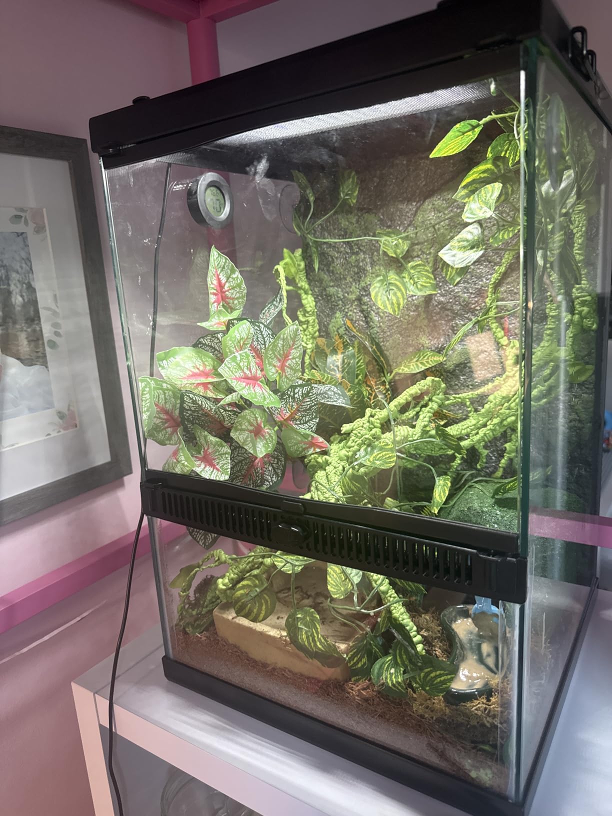 Zilla 11 Gallon Glass Tropical Vertical Terrarium Kit customer photo 2