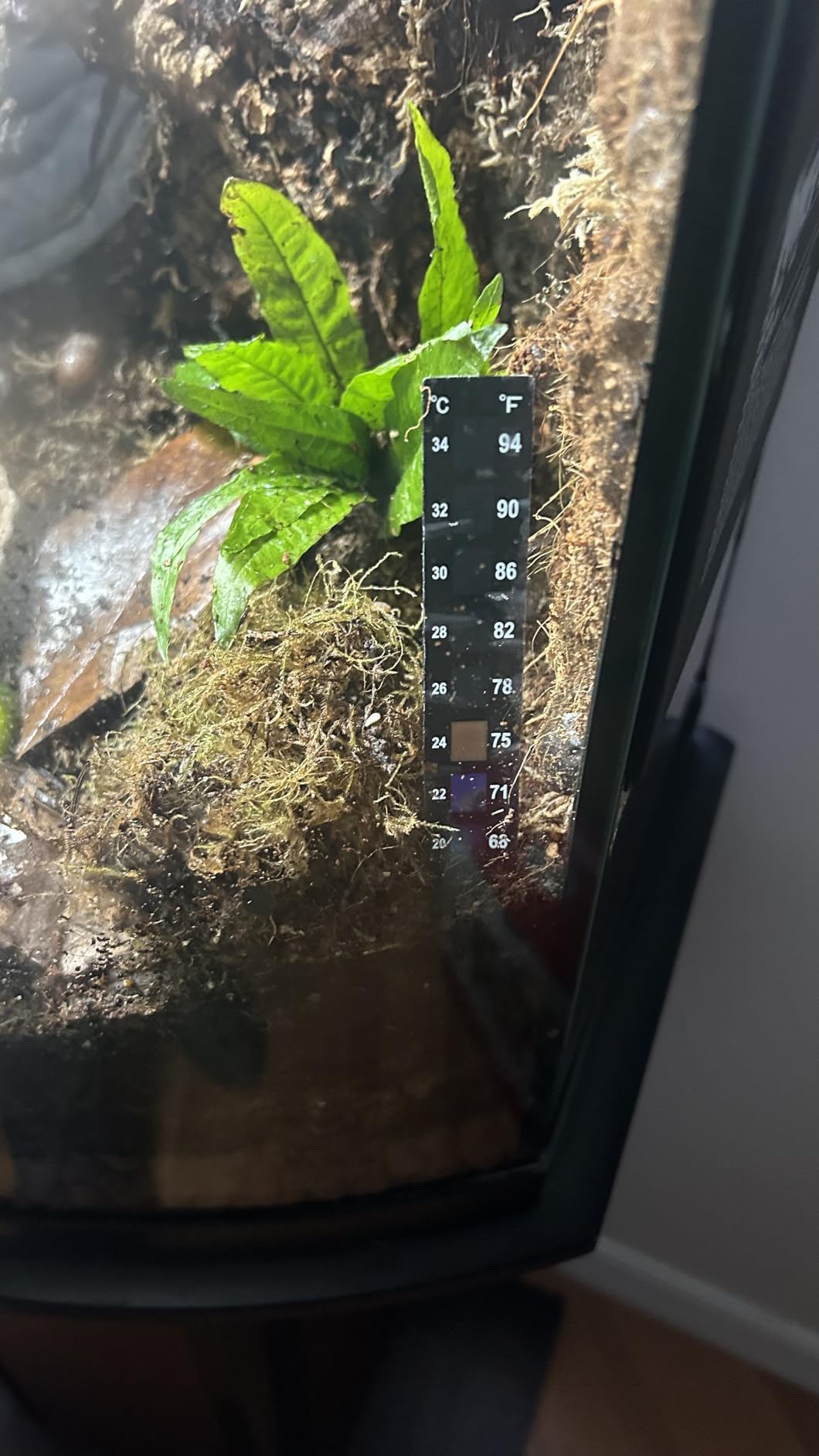 iPower 8X12 Inch Reptile Heat Pad Under Tank Heater Terrarium Warmer Heating Mat for Turtles Lizards Frogs and Other Small Animals customer photo 2
