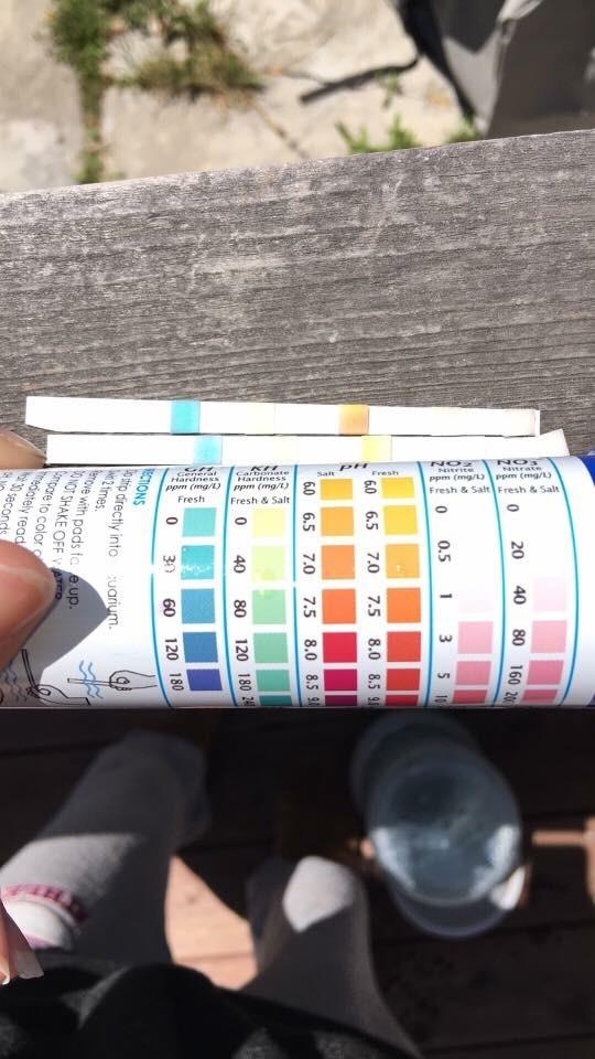 API 5-IN-1 TEST STRIPS Freshwater and Saltwater Aquarium Test Strips 100-Count Box customer photo 1