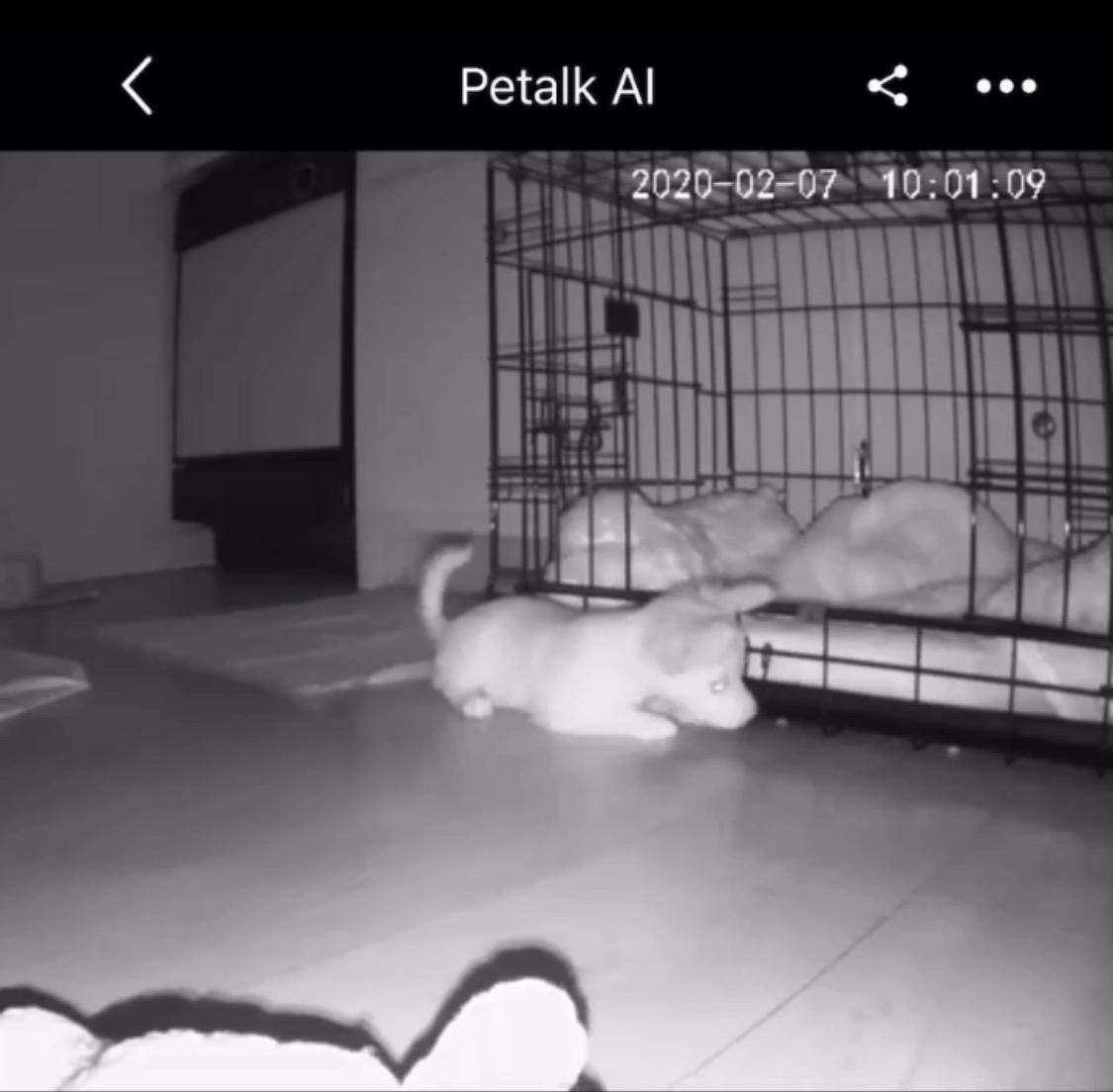 Dog Camera Treat Dispenser,WiFi Full HD Pet Camera with Two-Way Audio and Night Vision,Compatible with Alexa (2.4G WiFi ONLY) (Petalk AI) customer photo 2