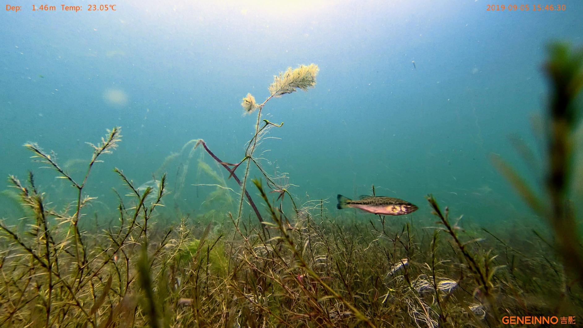 150M Tether Titan Professional Underwater Drone ROV AUV Robot with 4K UHD Action Camera Remote Control Real-time Steaming Undersea Detection for Viewing, Recording, Fishing, Salvage Work (150M Titan) customer photo 2