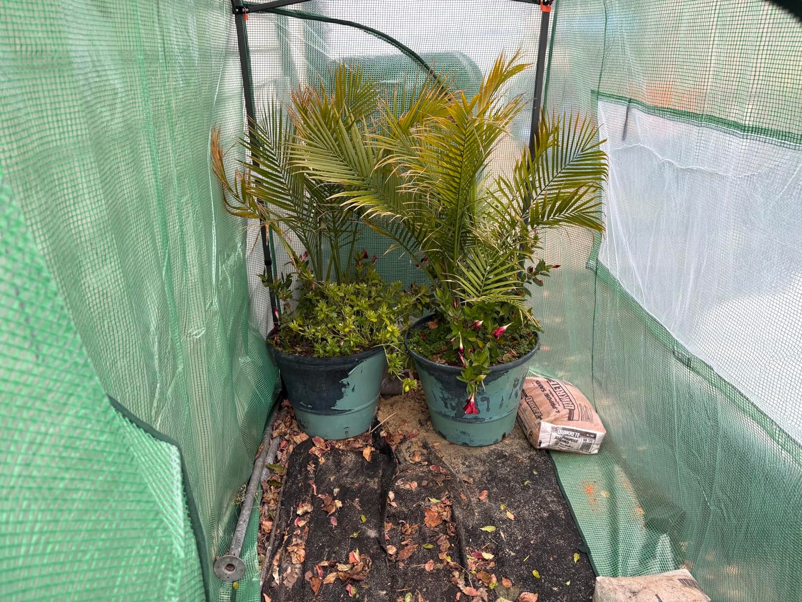 EAGLE PEAK 6x4 Easy Setup Small Pop Up Greenhouse, Clear/Green customer photo 2