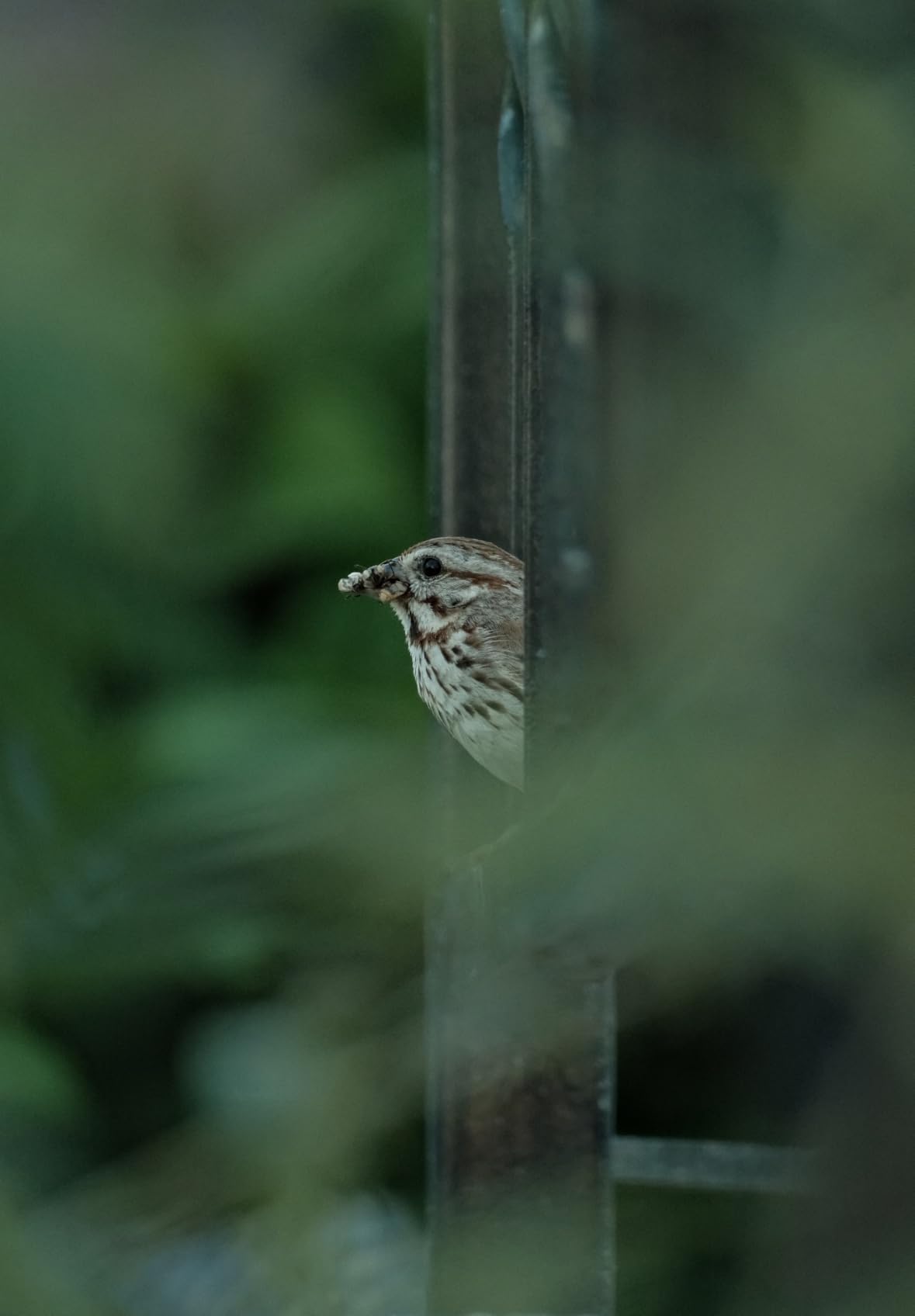 Fujifilm Fujinon XF70-300mmF4-5.6 LM OIS WR customer photo 1