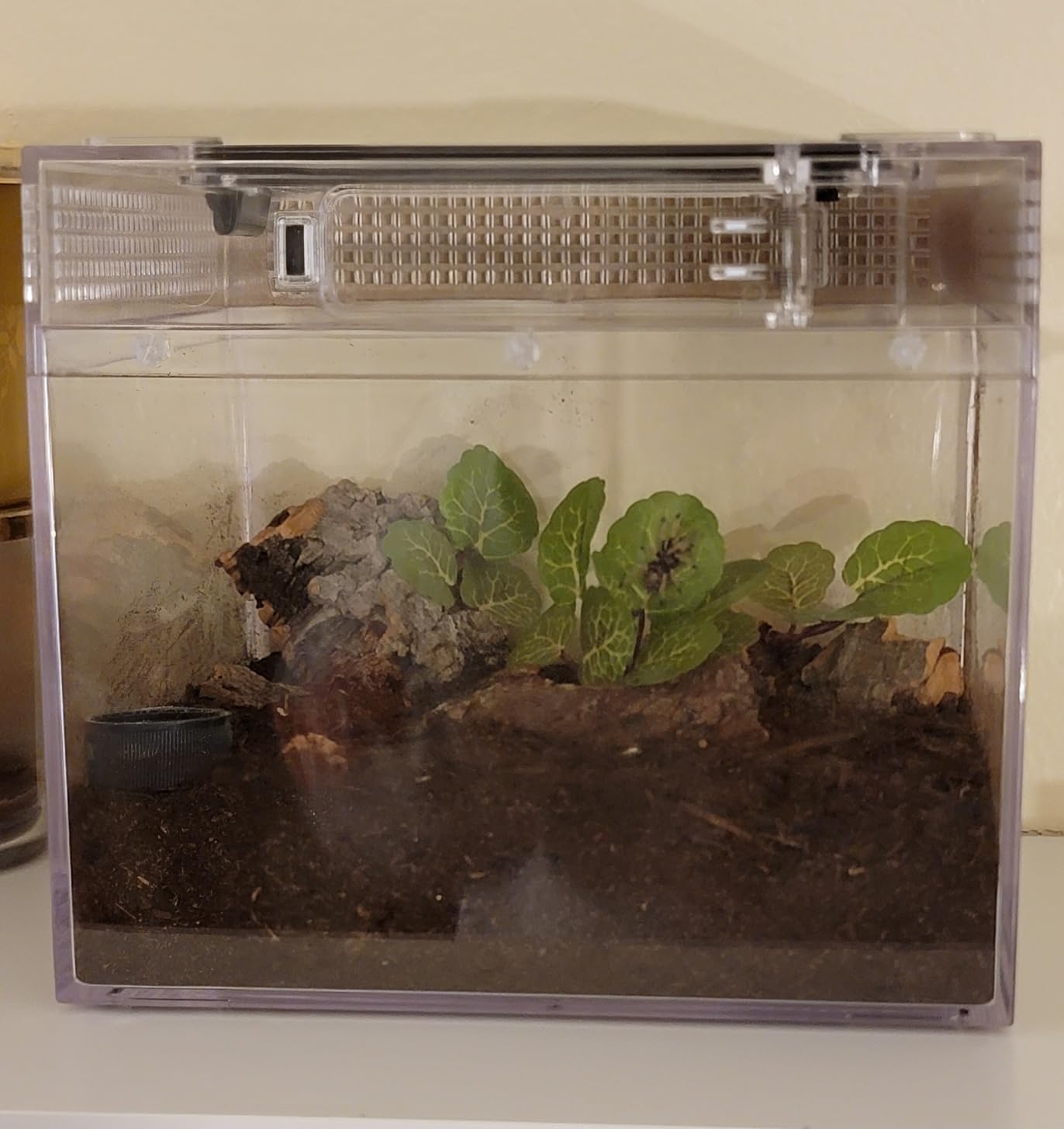 Reptile Growth mini Reptile Terrarium,8