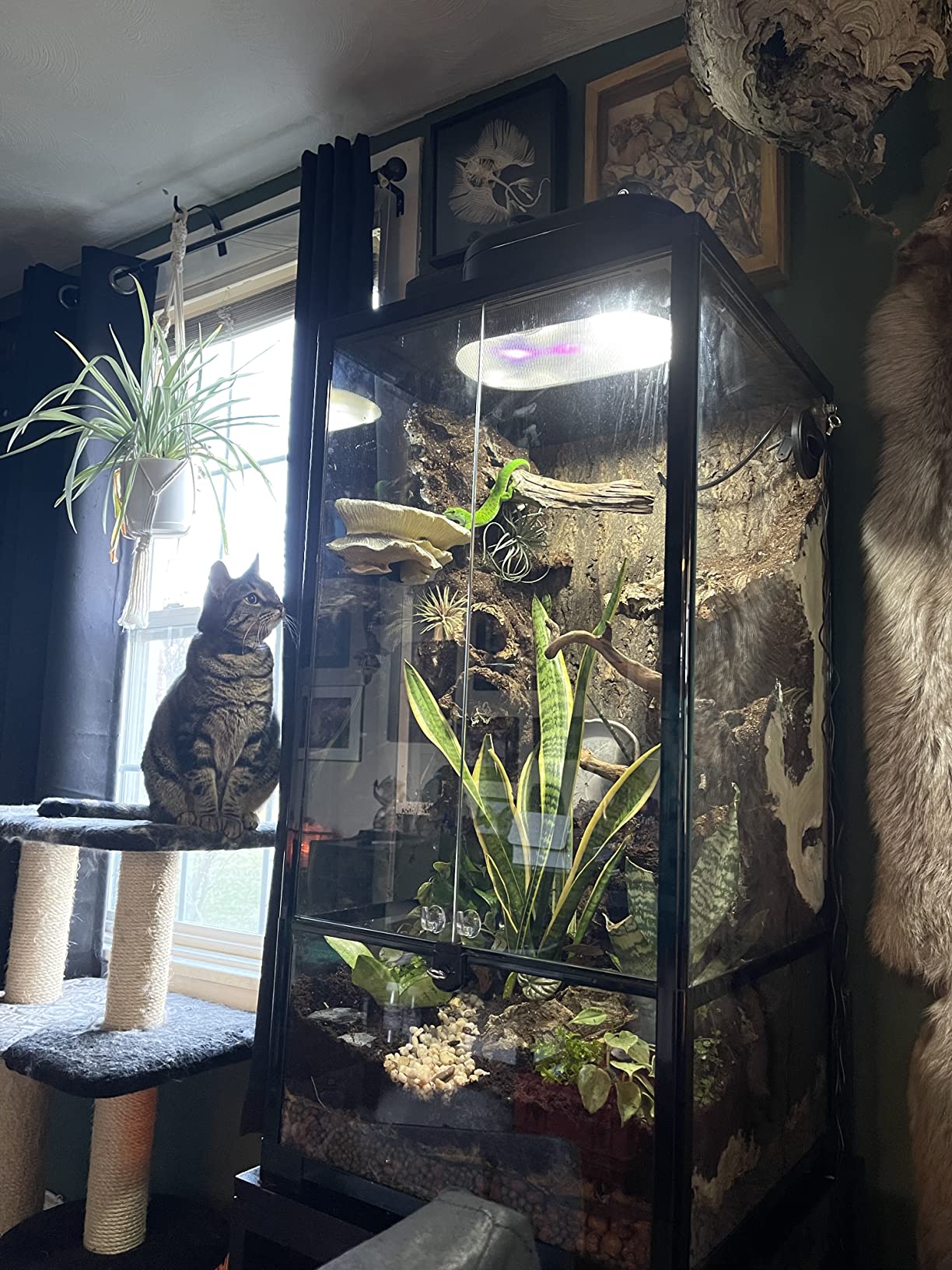 WACOOL 50 Gallon Reptile Tank, Front Opening Chameleon Cage 18