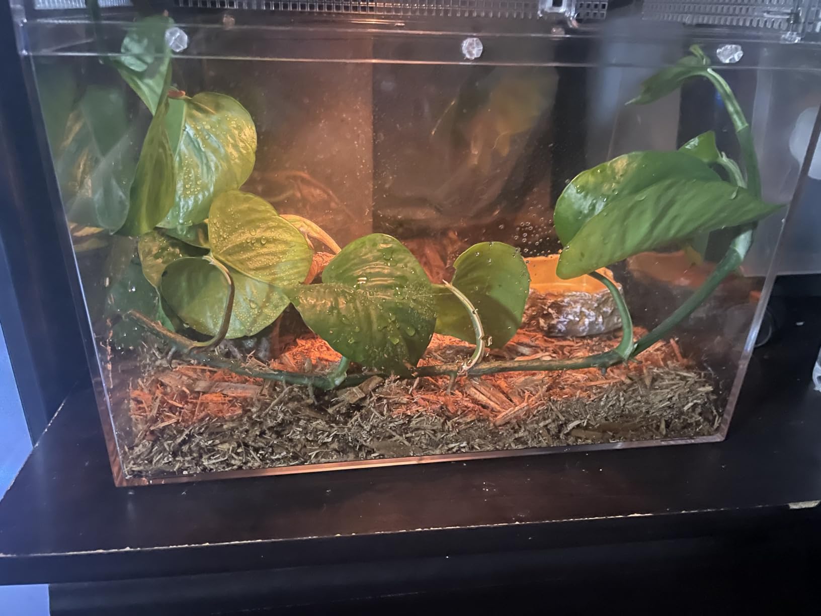 HELIME Reptile Tank 7 Piece Starter Kit with Escape Proof Locking Lid Small customer photo 2