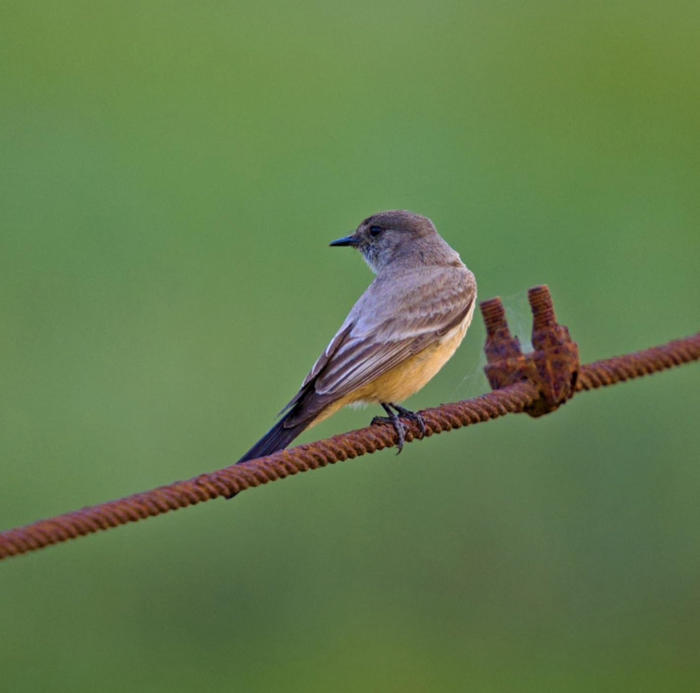150-600mm F5/-6.3 DG DN for Sony E | Lens displays beautiful bokeh throughout its zoom range customer photo 2