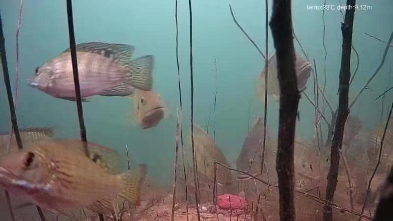 Chasing Dory Underwater Drone - Palm-Sized 1080p Full HD Underwater Drone with Camera for Real Time Viewing, APP Remote Control Green (Yellow) customer photo 2