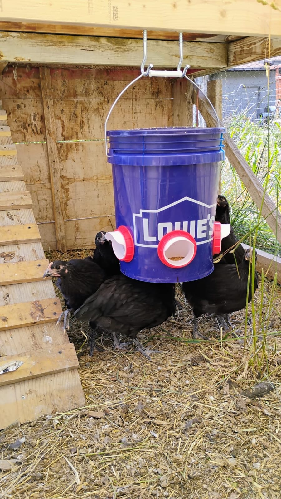 Chicken Feeders No Waste, DIY Automatic Poultry Feeder - 6 Ports Red | Buckets Barrels Bins Troughs‑mountable Design for common Breeds of Chicken Flock with Hole Saw customer photo 2