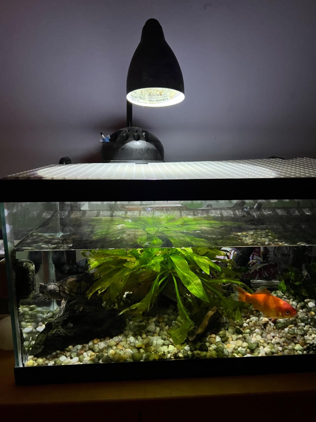 Premium High-Intensity UVB Reptile Light for Optimal Calcium Metabolism,5-Watt 10.0 Desert UVB Light Ideal for Desert-Dwelling Reptiles Bearded Dragons Tortoises customer photo 1