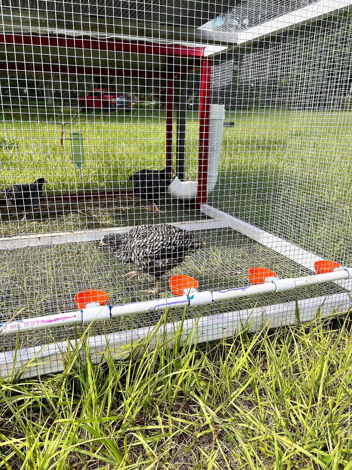 MEWTOGO Automatic Chicken Feeder No Waste customer photo 2