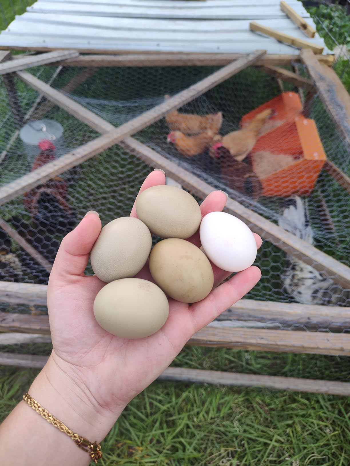 Touri 3 Pcs Chicken Nesting Boxes, Durable customer photo 2