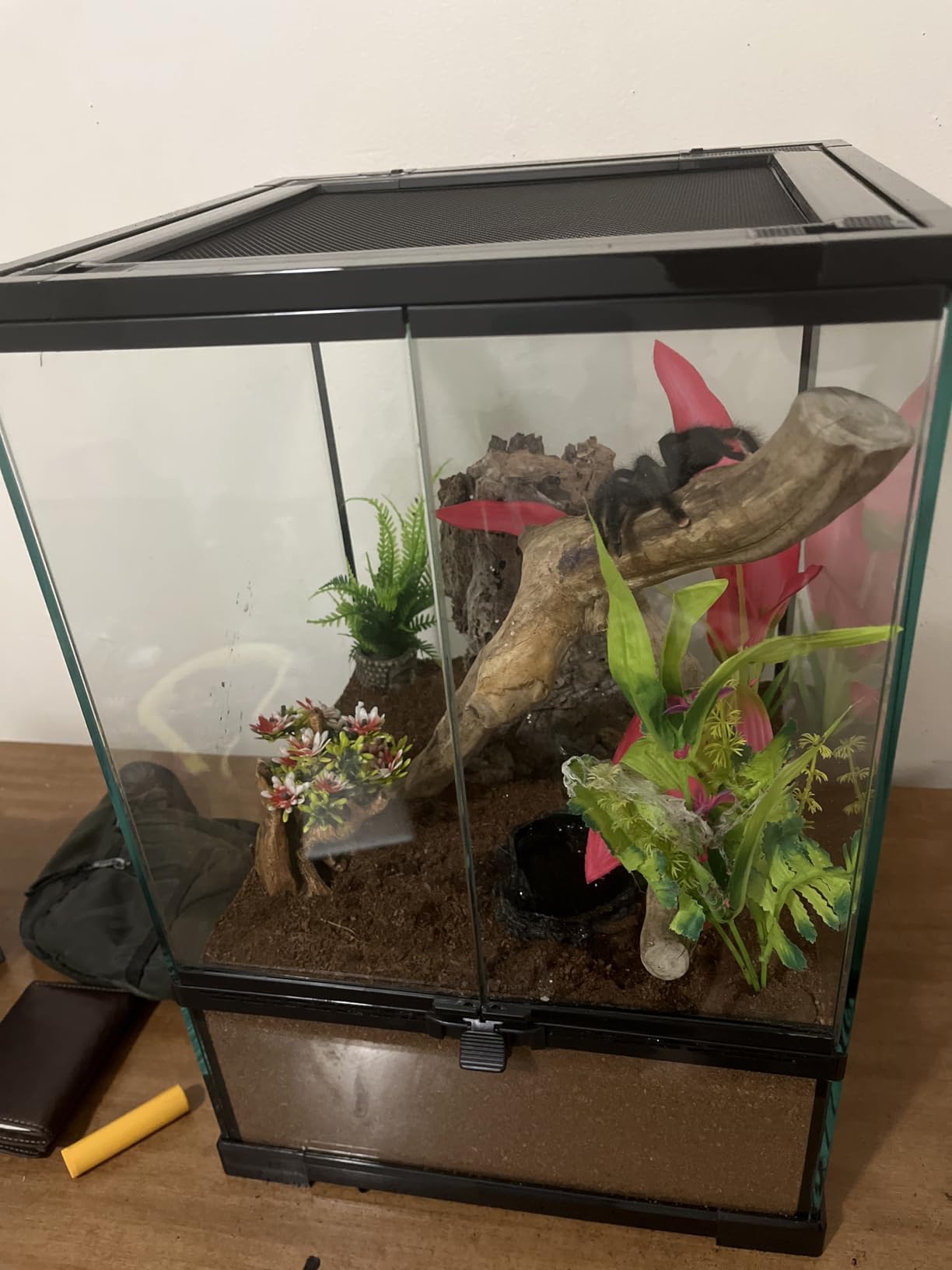 Reptile Glass Terrarium Tank 10 * 10 * 14in, Full View with Front Opening Door,Amphibians Enclosure Habitat Cage for Crested Gecko,Spider,Tarantula,Lizard,Hermit Crab,Frog,Mantises,Insects customer photo 1
