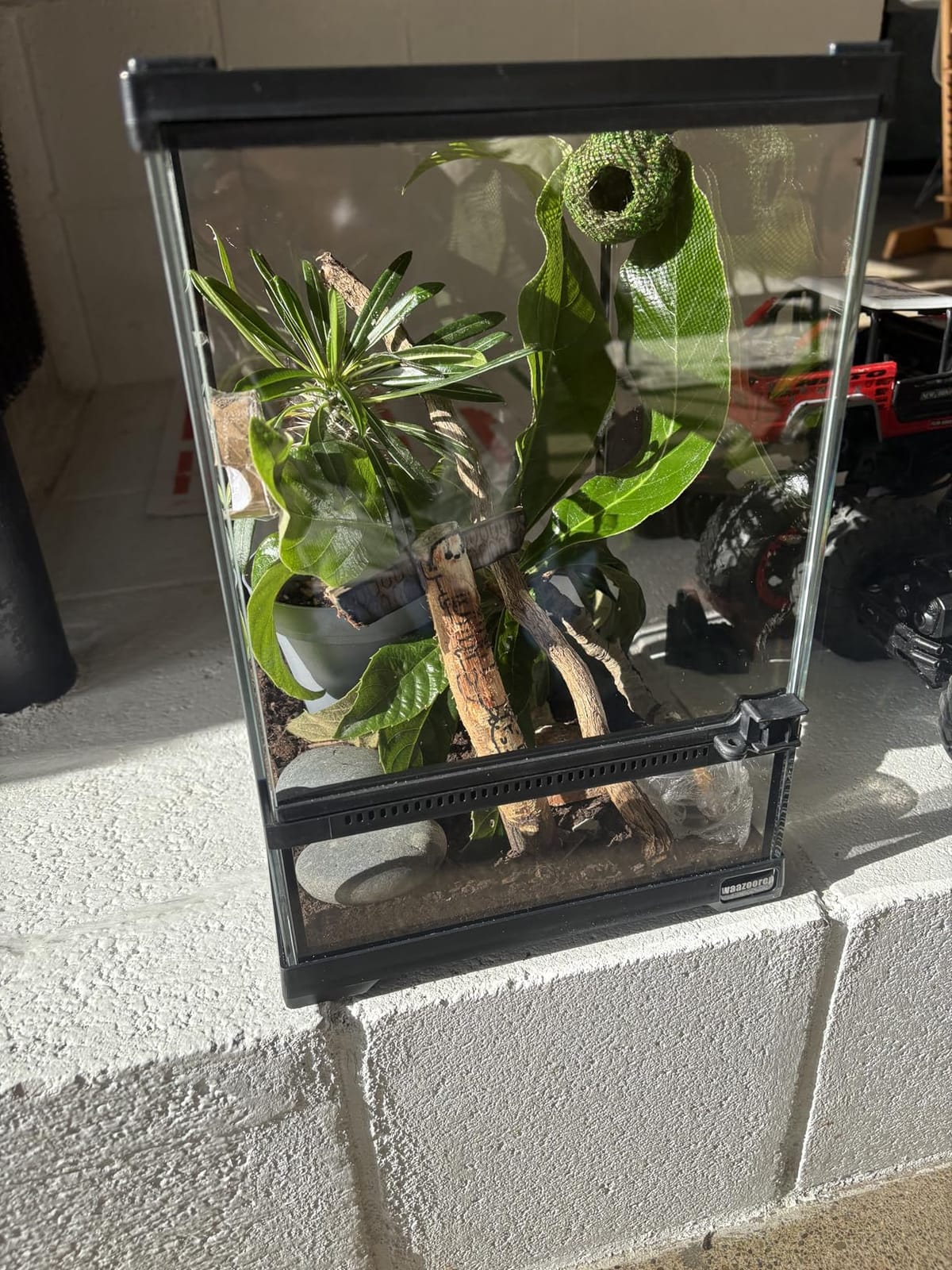 Reptile Glass Terrarium Tank 10 * 10 * 14in, Full View with Front Opening Door,Amphibians Enclosure Habitat Cage for Crested Gecko,Spider,Tarantula,Lizard,Hermit Crab,Frog,Mantises,Insects customer photo 2