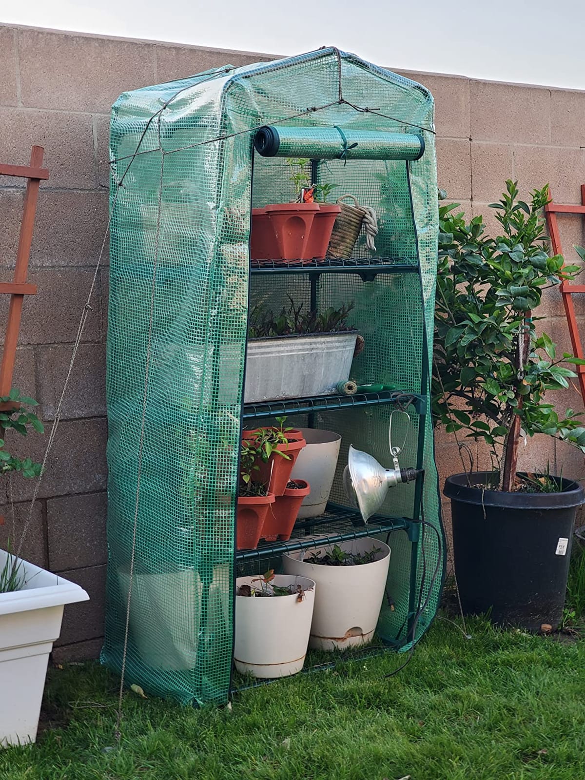 VIVOSUN 39x39x63-Inch Portable Walk-in Greenhouse, with PVC Cover & Detachable Base, Instant Pop-up and Folding, Mini Greenhouse with Roll-Up Door & Mesh Window for Indoor Outdoor, Wind Ropes Included customer photo 2