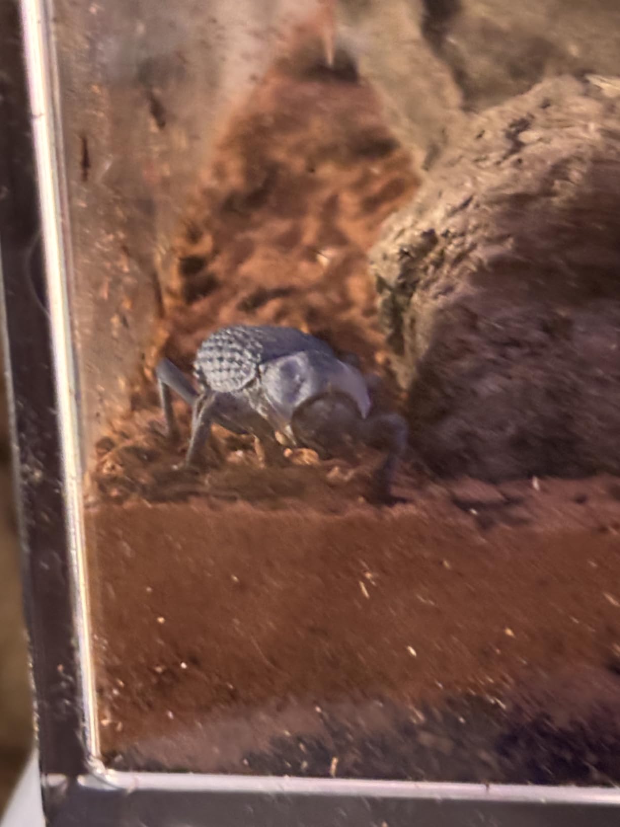 【No Assembly】 Reptile Tank Enclosure with Magnetic Button.12