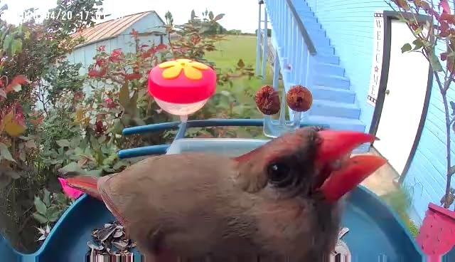 Smart Bird Feeder with Camera Solar Powered, 2K Live Stream for Backyard customer photo 1