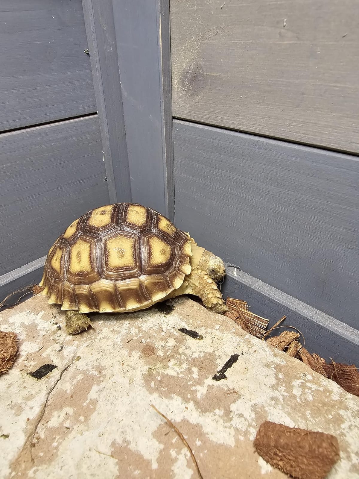 PawHut Tortoise Habitat with Shelf Storage, Tortoise Enclosure with Weather Protection, Reptile Gift Accessory, Reptile Enclosure with Tray, Light Support Frame, Light Gray customer photo 1