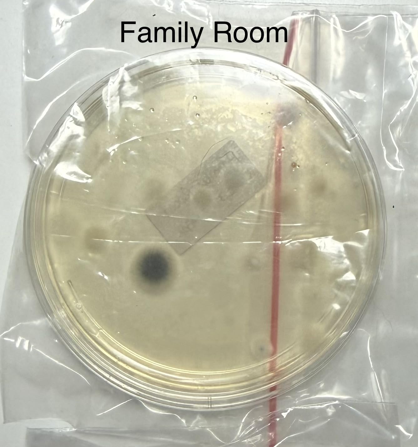 Mold Test Kit for Home Within 12 Individual Tests,DIY Detector at Home, Surface Mold,HVAC,Indoor Air Quality Testing Kits,Black Mold Testing,Includes Detailed Mold Identification Guide and Free Lab customer photo 2