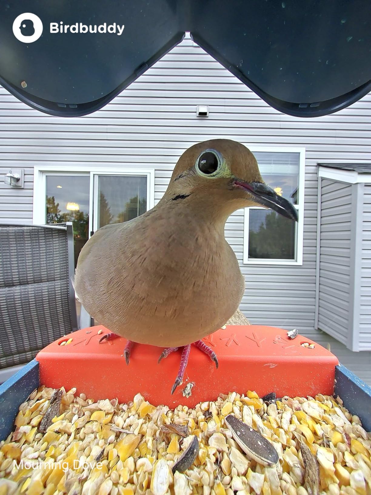Birdbuddy Pro Solar Smart Bird Feeder with Camera, AI Bird ID, 2K Video customer photo 1