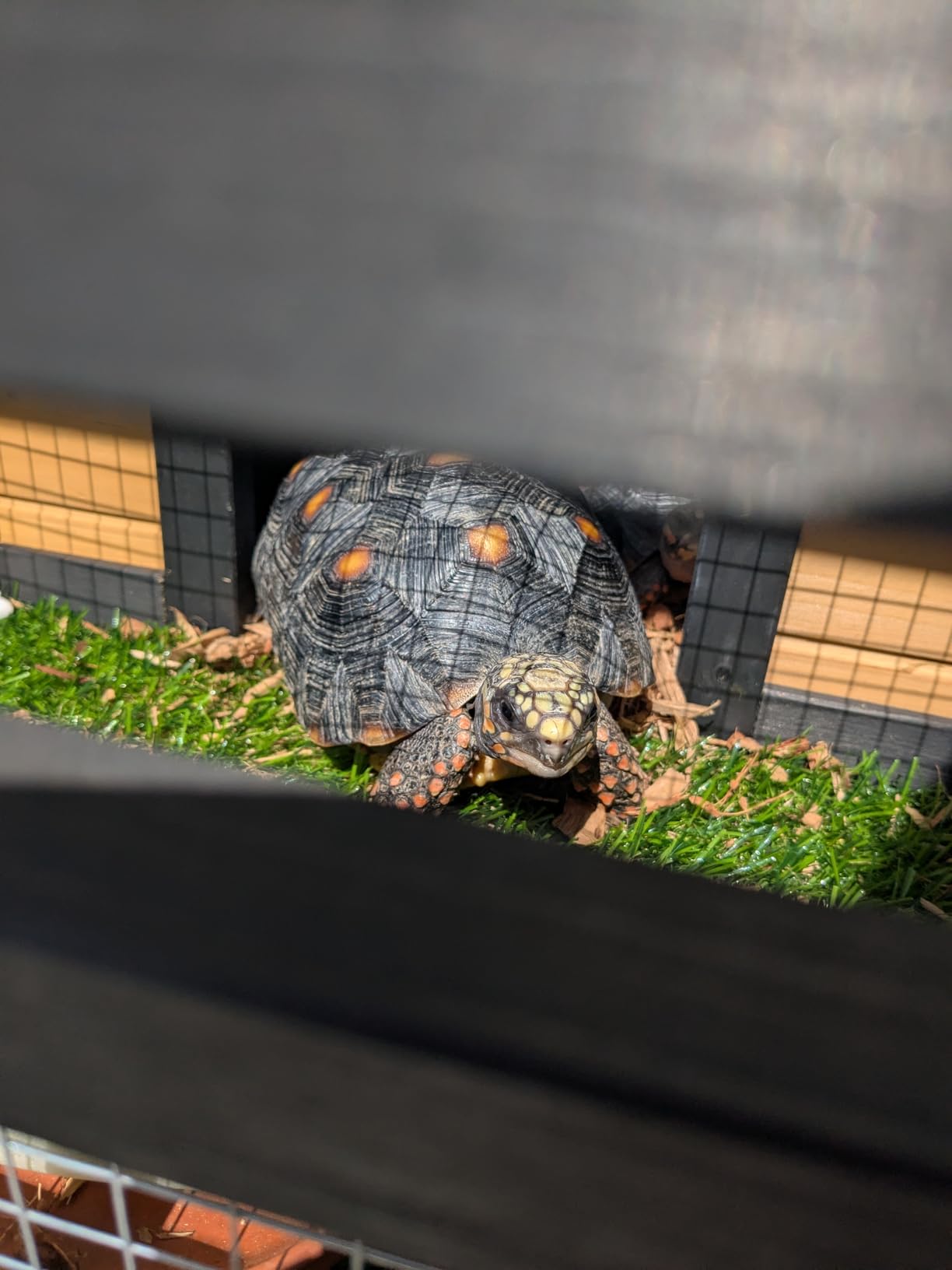 3-Room Large Tortoise Habitat with Pull-Out Tray, Wooden Tortoise Enclosure Indoor & Outdoor with Ramp, Grass Mat, Openable Roof, Luxurious Reptile Enclosure for Small Animals, Yellow customer photo 2
