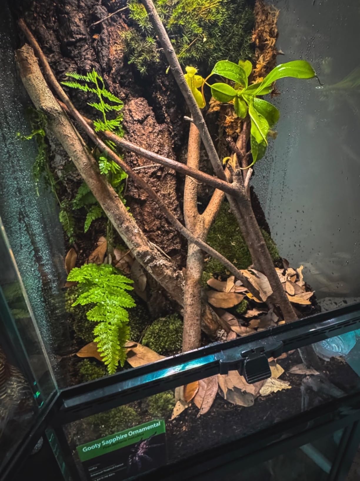 11 Gallon Tall Reptile Glass Tank 12