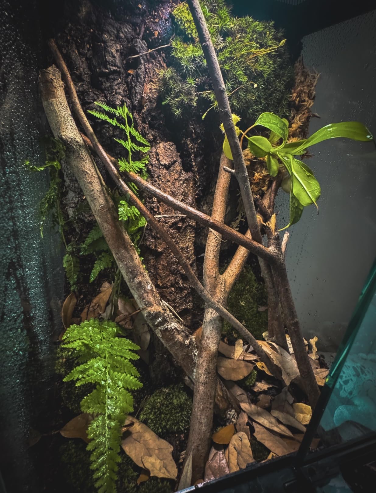 11 Gallon Tall Reptile Glass Tank 12
