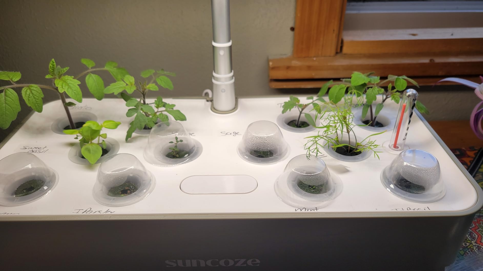 SUNCOZE Hydroponics Growing System, Compact 12 Pods Indoor Garden, Green customer photo 1