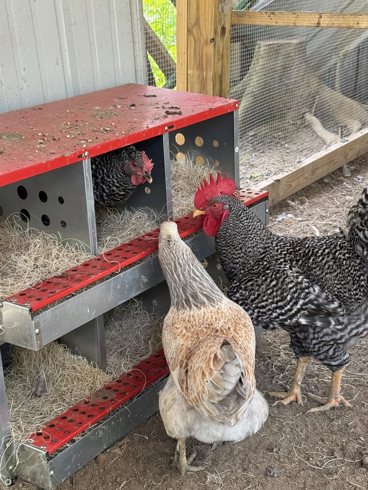 6-Compartment Roll Away Chicken Nesting Box for Hens, 32.6 Inch customer photo 1