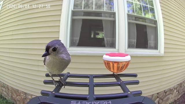 Smart Bird Feeder with Camera Solar Powered, 2K HD Video, AI Bird Species Identification, Instant Arrival Alerts, Weatherproof Design for Effortless Birdwatching, Best Gift for BirdLovers, Red customer photo 2