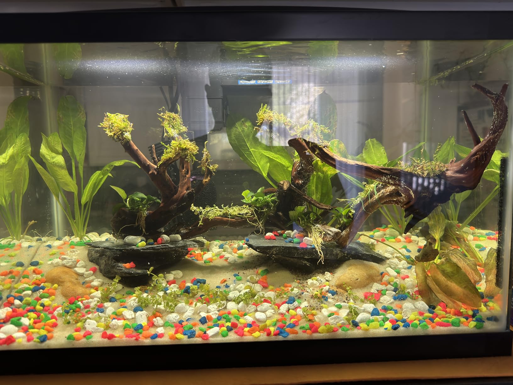Aqueon Aquarium Starter Kit with Smart Clean Filtration and LED Lighting, Freshwater and Saltwater Fish, 20-Gallon customer photo 1