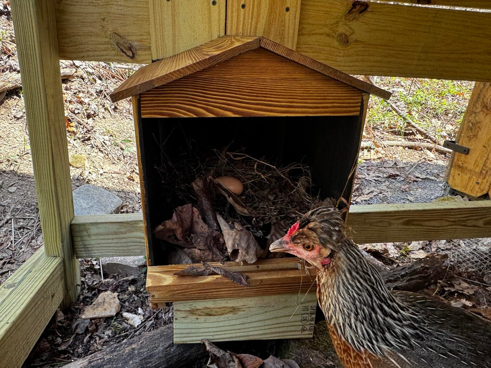 Chicken Nesting Box 3 Compartments - Wall Mount Wooden Egg Laying Nest Box for Chicken Coop, Easy to Assemble & Versatile Use for Hens, Ducks, Chickens customer photo 1