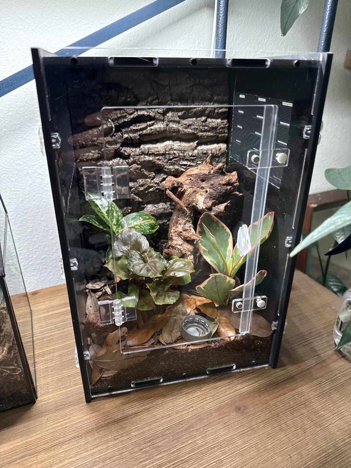 12x12x18 PVC Reptile Enclosure, Front Opening Tank for Reptiles customer photo 2