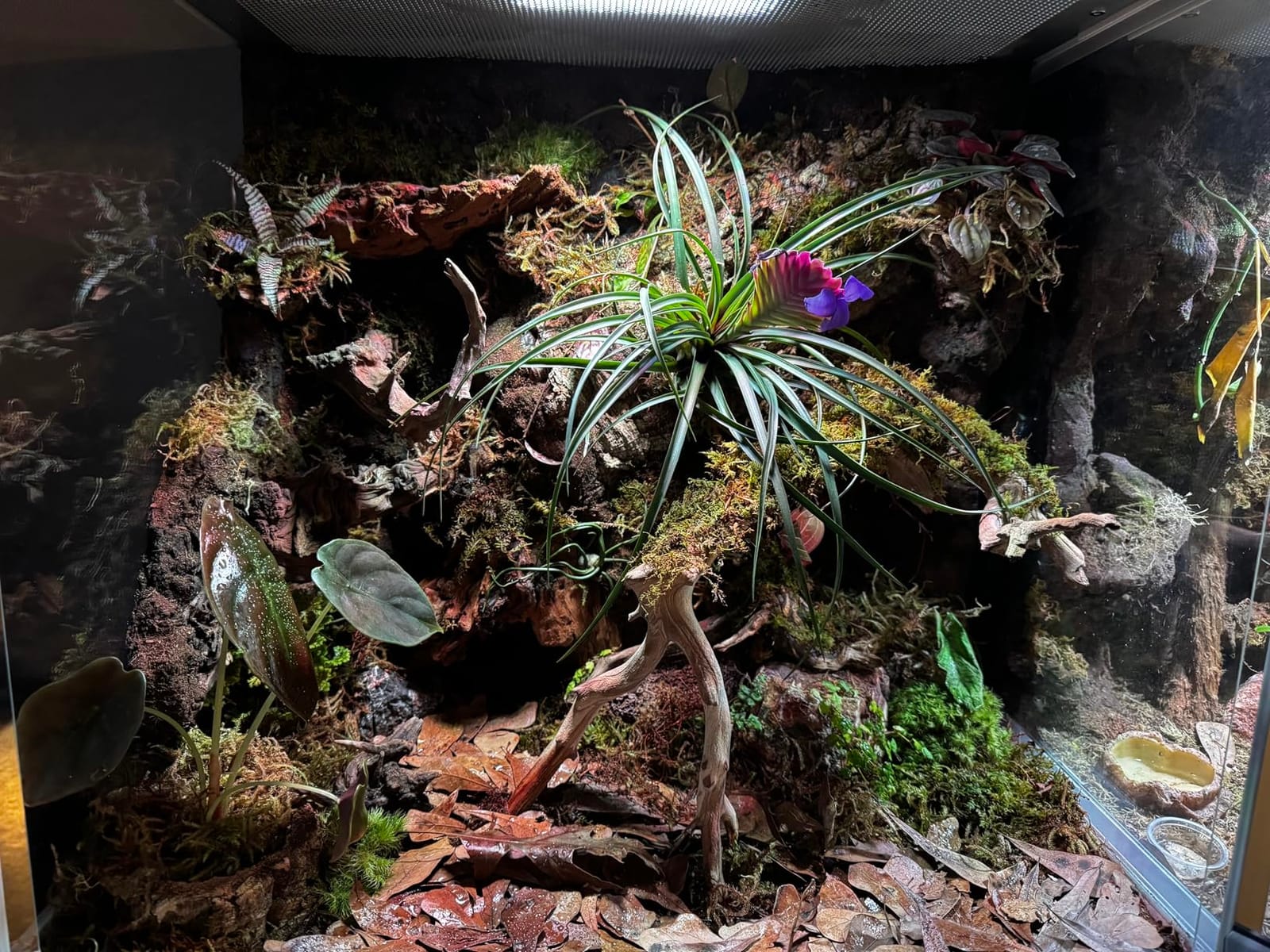 Reptile Terrarium 18