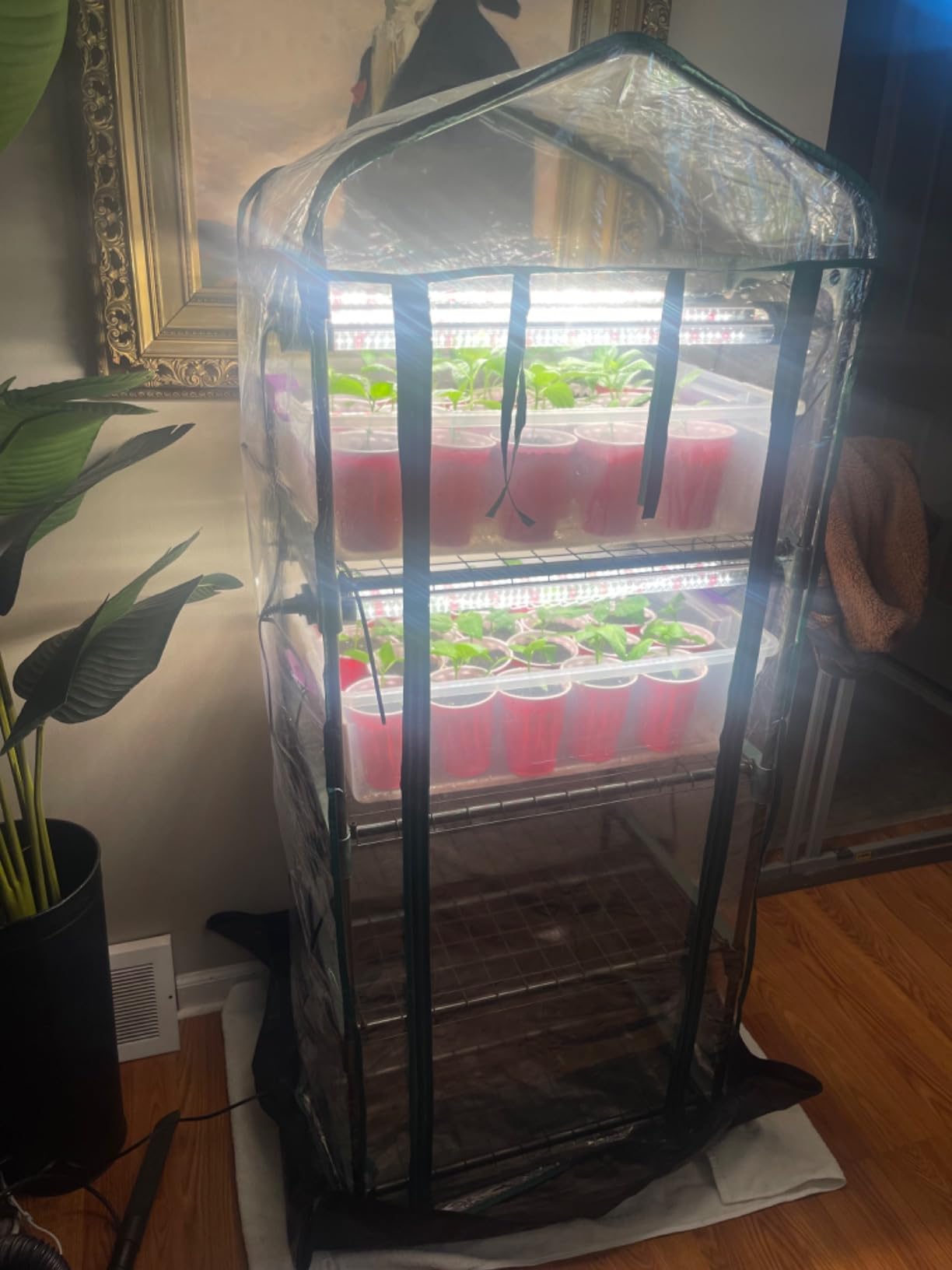 Miracle-Gro Walk-in Greenhouse, Removable Shelves, Clear, 4'8