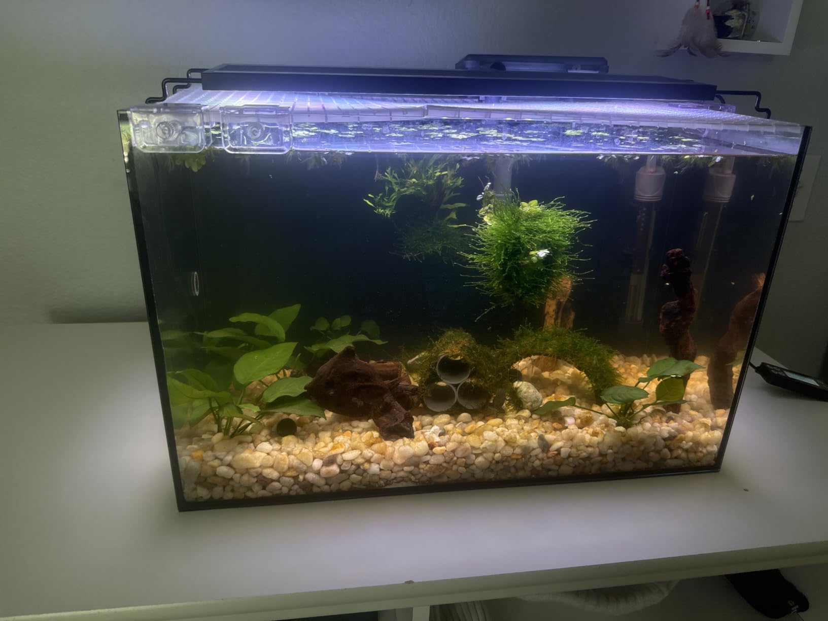 3 Gallon Small Fish Tank Glass Aquarium Set, Starter Kit with Heater Water Pump Cleaning Filter Bright Light Rocks Gravel Cleaning Tool, Leak-Proof Clear Rimless Desktop Spaces Saving Betta Fish customer photo 2