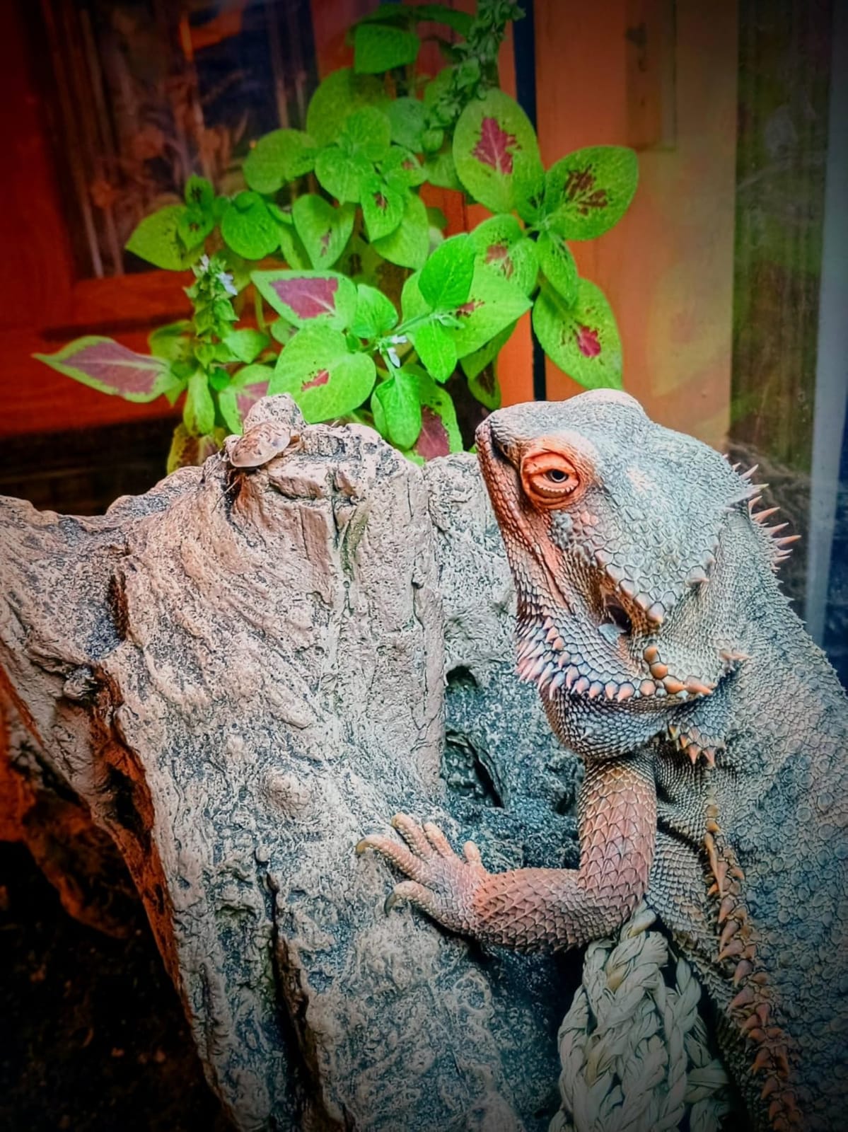 MIXJOY T5 HO UVB Reptile Light Kit, 22Inch 24W 10.0 Bulb for Bearded Dragon customer photo 1