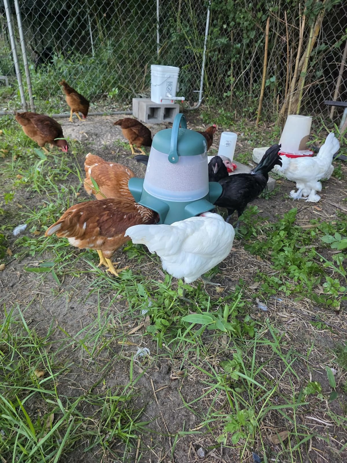 Omlet No Waste Chicken Feeder for Coop | 12lb Anti-Spill Poultry Feeder with 5 Feeding Ports | Feeds 6 Hens for 7 Days | Hanging or Free Standing | Weatherproof customer photo 2