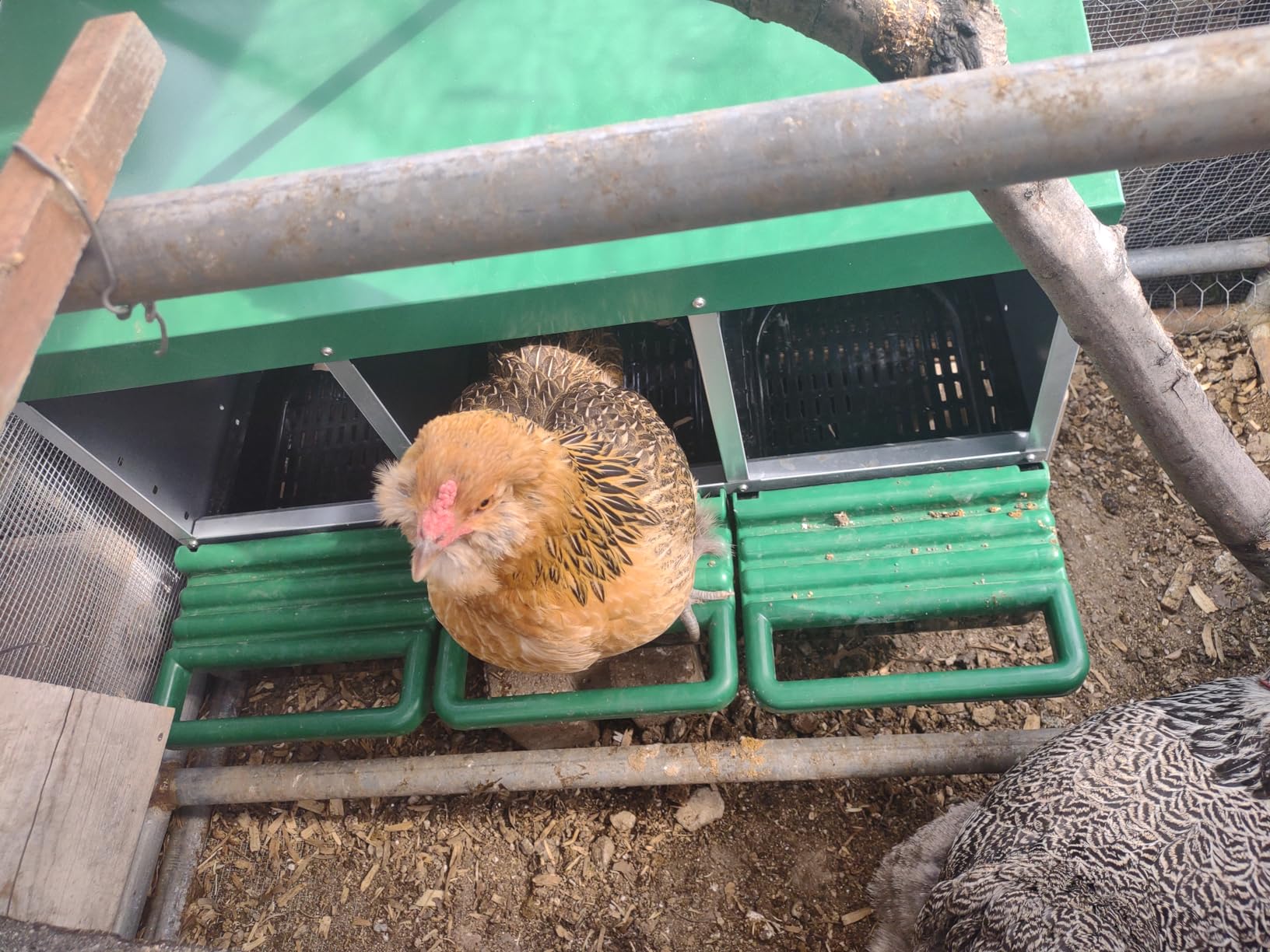 Eggluuz Chicken Nesting Box, 6 Compartments Egg Laying Nests Boxes for Hens customer photo 2