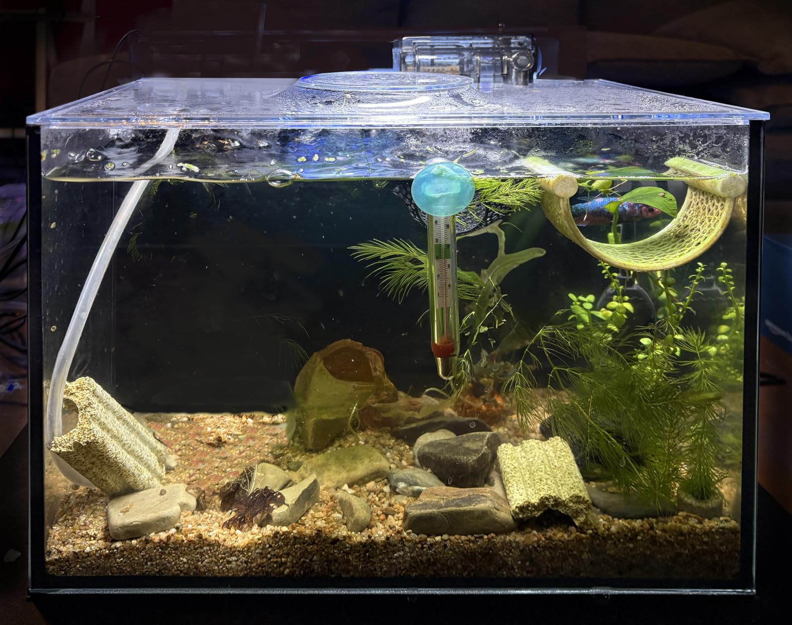 2.5 Gallon Nano Aquarium Kit, Glass Small Fish Tank Starter Kit with Light, Filter, Gravel Rock,Lid. Ultra Clear Rimless Desktop Fish Tank for Small Fish,Betta,Shrimp.Complete Version, Black customer photo 1